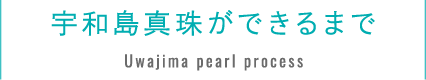 宇和島真珠ができるまで Uwajima pearl process